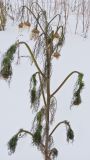 Image of taxon representative. Author is Александр Козловских