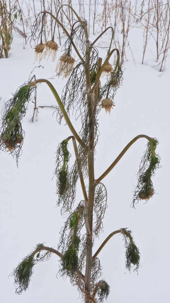 Image of Tripleurospermum inodorum specimen.