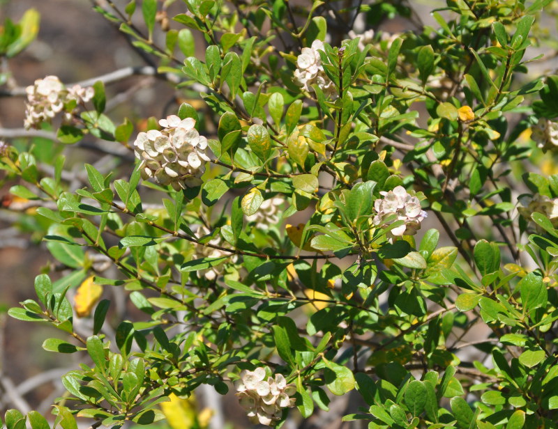 Image of Carphalea obovata specimen.