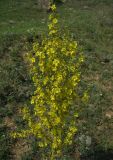 Verbascum speciosum