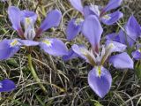 Iris unguicularis подвид carica. Цветки. Греция, Пиерия, окр. с. Литохоро (Λιτόχωρο). 27.02.2014.