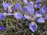 Iris unguicularis subspecies carica. Цветки. Греция, Пиерия, окр. с. Литохоро (Λιτόχωρο). 27.02.2014.