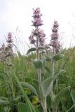 Stachys germanica