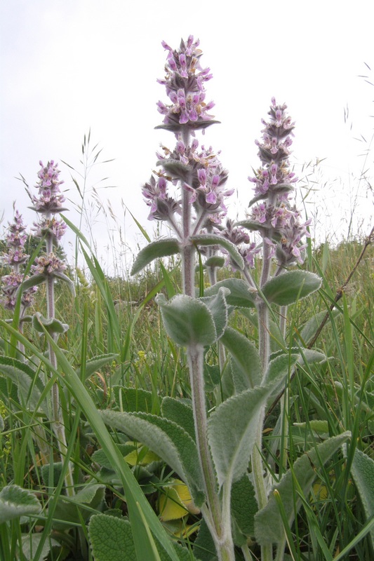 Изображение особи Stachys germanica.