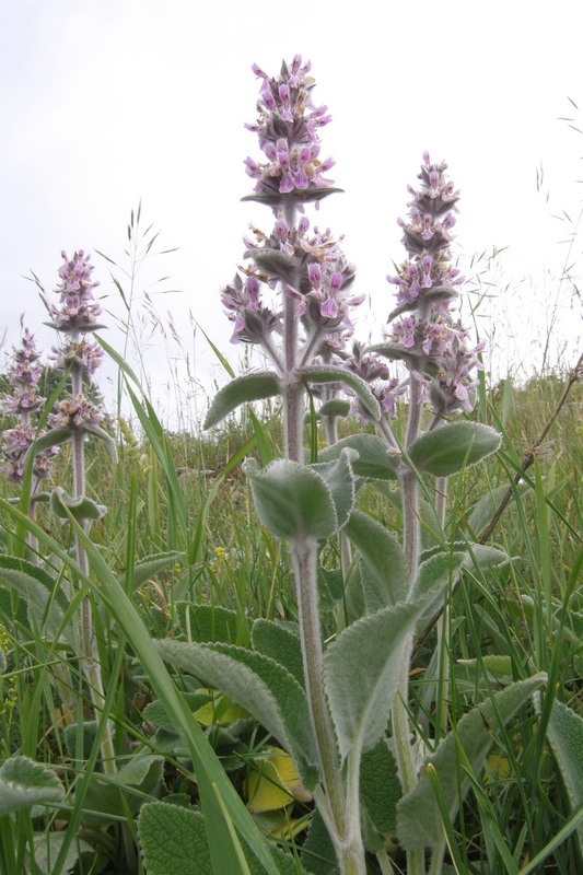 Image of Stachys germanica specimen.