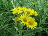 Senecio tataricus