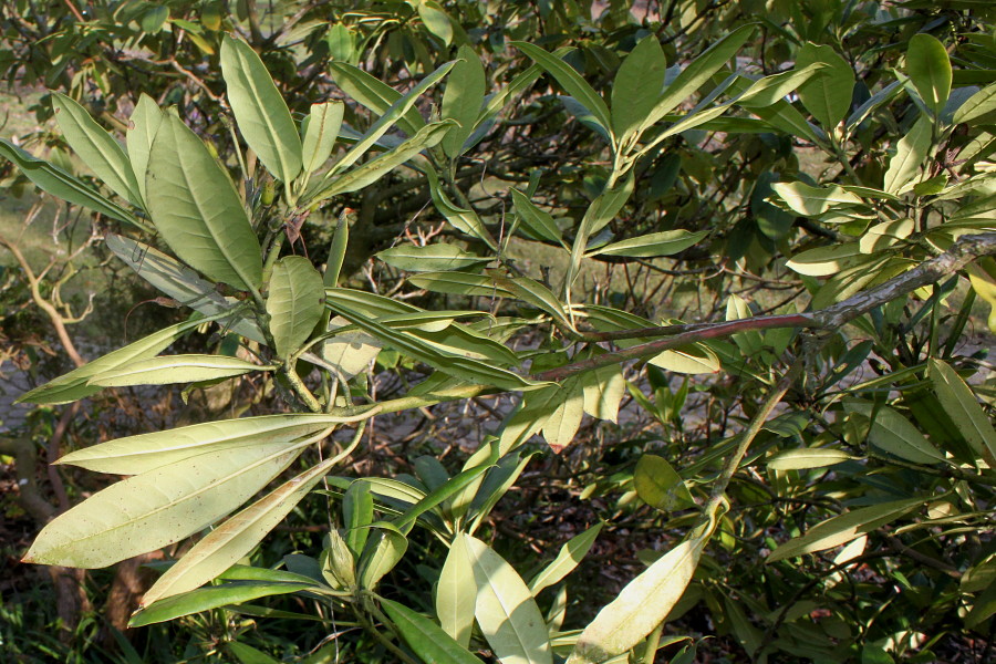 Image of Rhododendron catawbiense specimen.