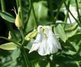 Aquilegia vulgaris. Цветок и бутоны. Восточный Казахстан, Уланский р-н, с. Украинка, дачный участок, в культуре. 06.06.2007.