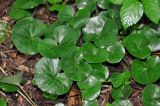 Asarum europaeum. Листья. Московская обл., окр. г. Звенигород. 19.05.2012.