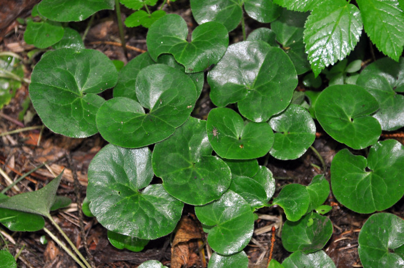 Изображение особи Asarum europaeum.