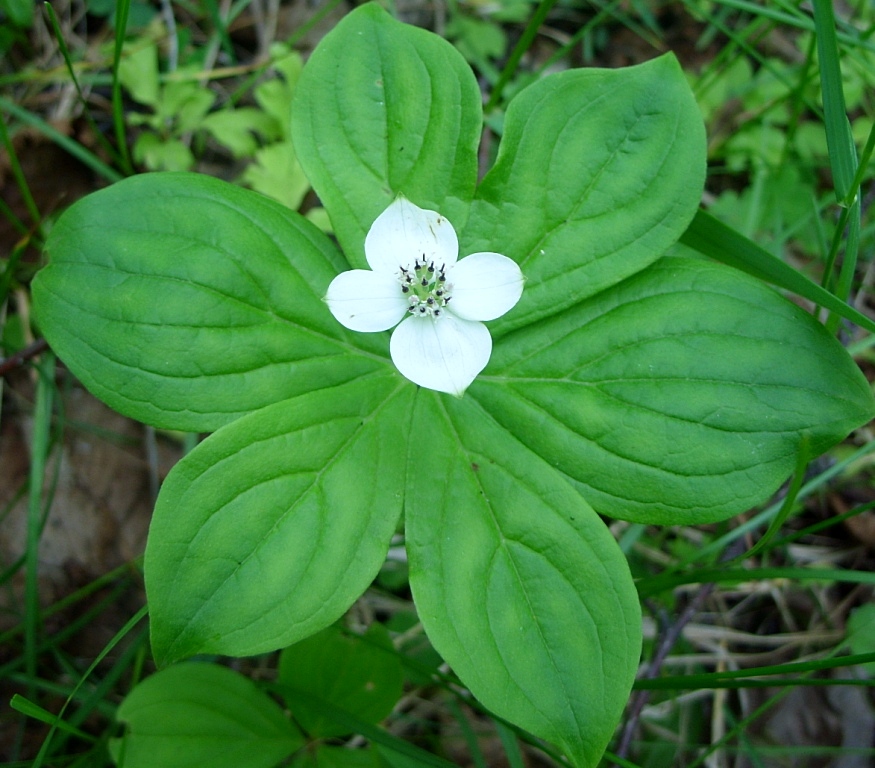 Изображение особи Chamaepericlymenum canadense.