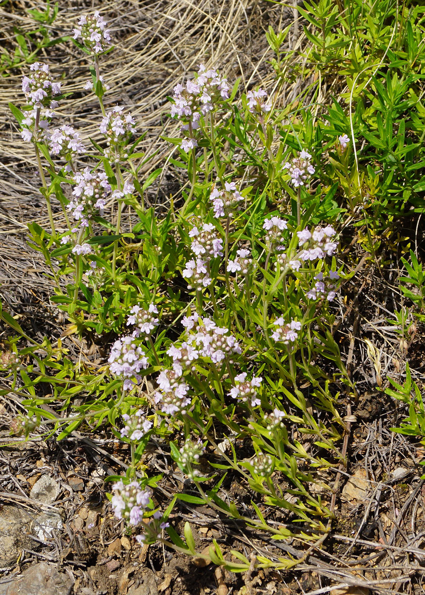 Изображение особи Thymus marschallianus.