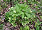 Helleborus caucasicus. Отцветшее растение. Краснодарский край, пос. Мезмай. 27.04.2014.