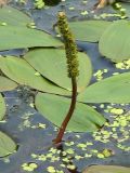 Potamogeton natans. Соцветие. Нидерланды, Гронинген, стоячий водоем. Июнь 2007 г.