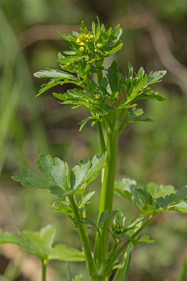 Image of Ranunculus sceleratus specimen.