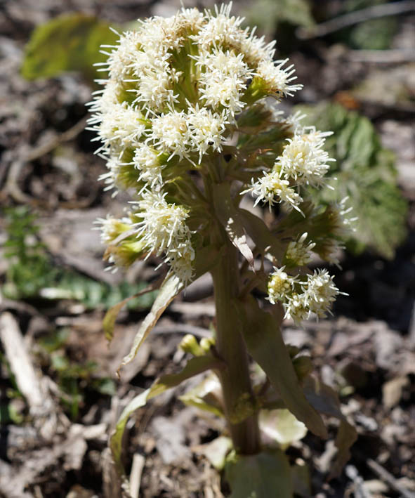 Изображение особи Petasites albus.