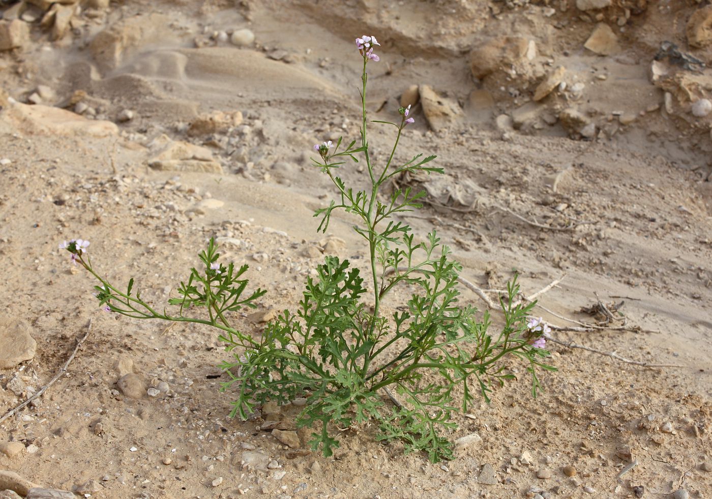 Image of Erucaria rostrata specimen.
