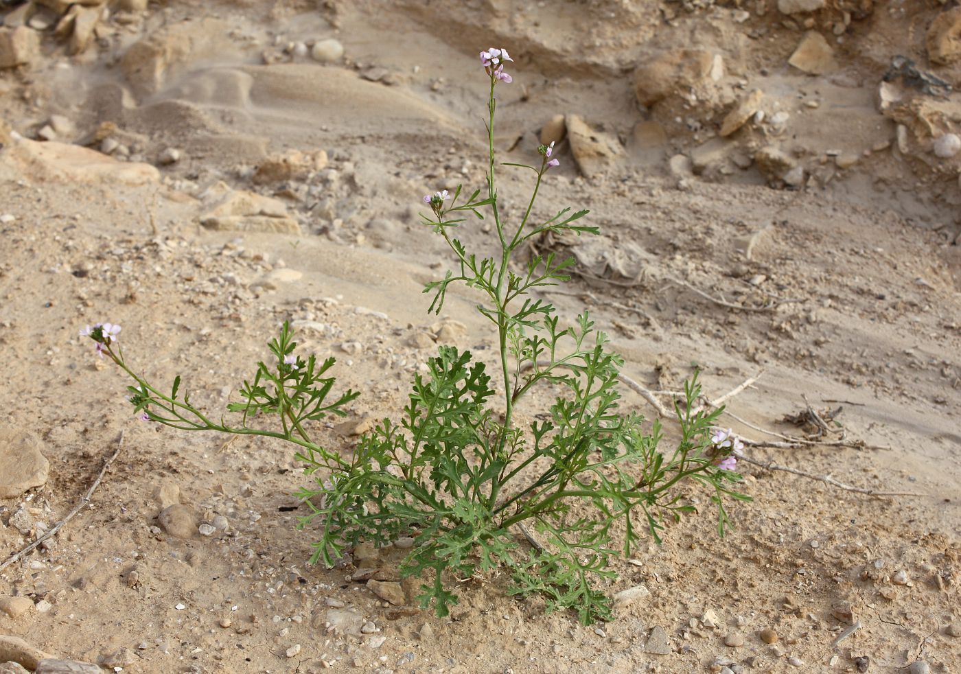 Изображение особи Erucaria rostrata.