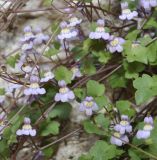 Cymbalaria muralis. Побег с цветками. Греция, Халкидики. 30.04.2014.