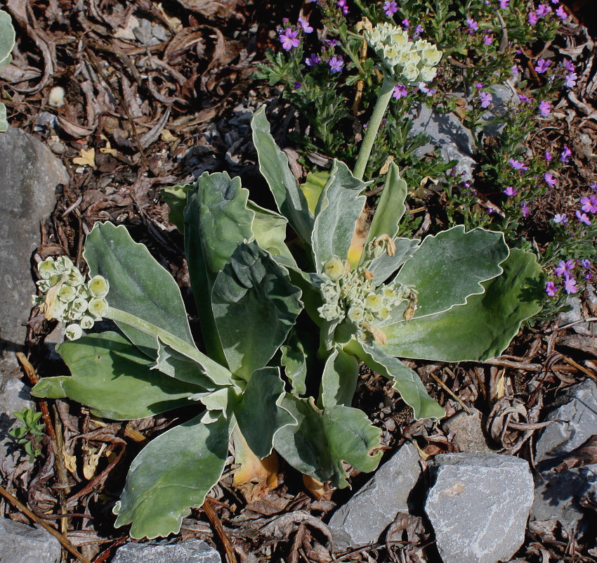 Изображение особи Primula auricula.