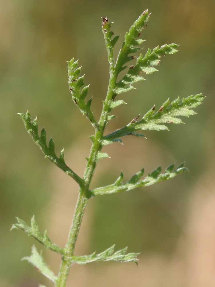 Image of Anthemis tinctoria specimen.