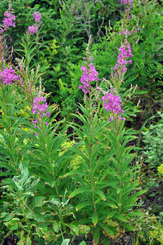 Image of Chamaenerion angustifolium specimen.