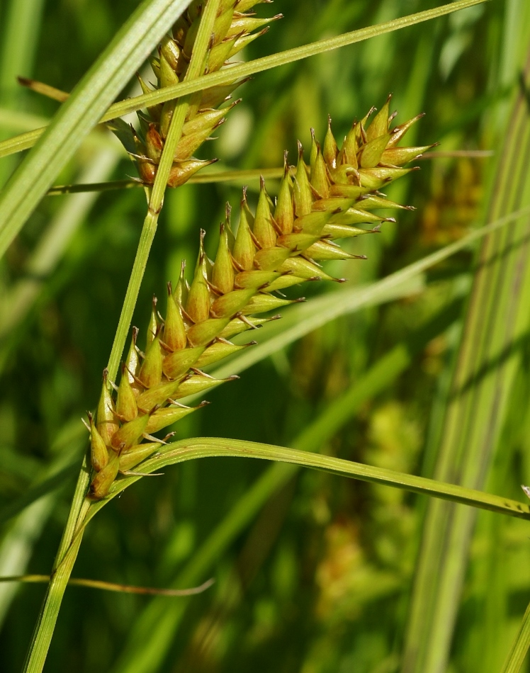 Изображение особи Carex vesicata.