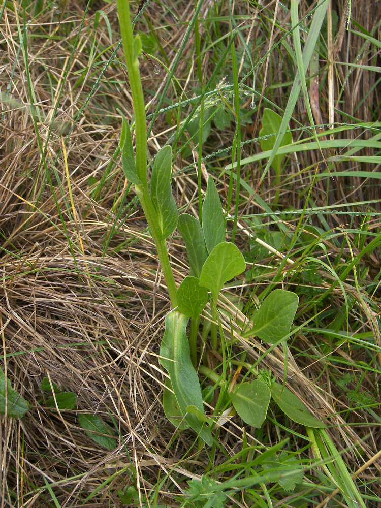 Изображение особи Doronicum oblongifolium.