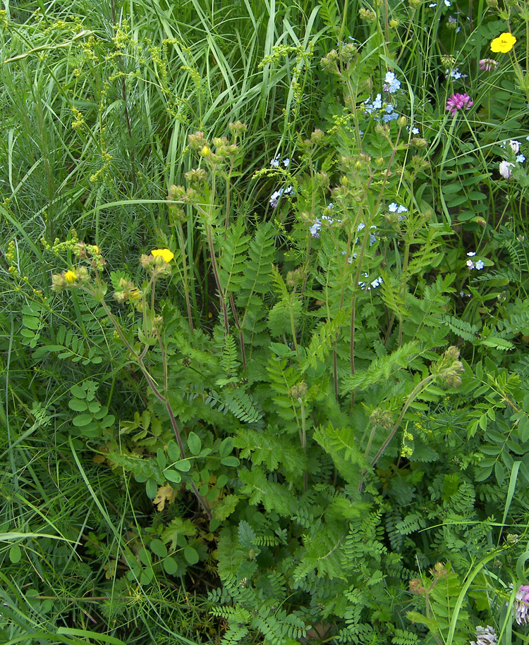 Image of Potentilla pimpinelloides specimen.