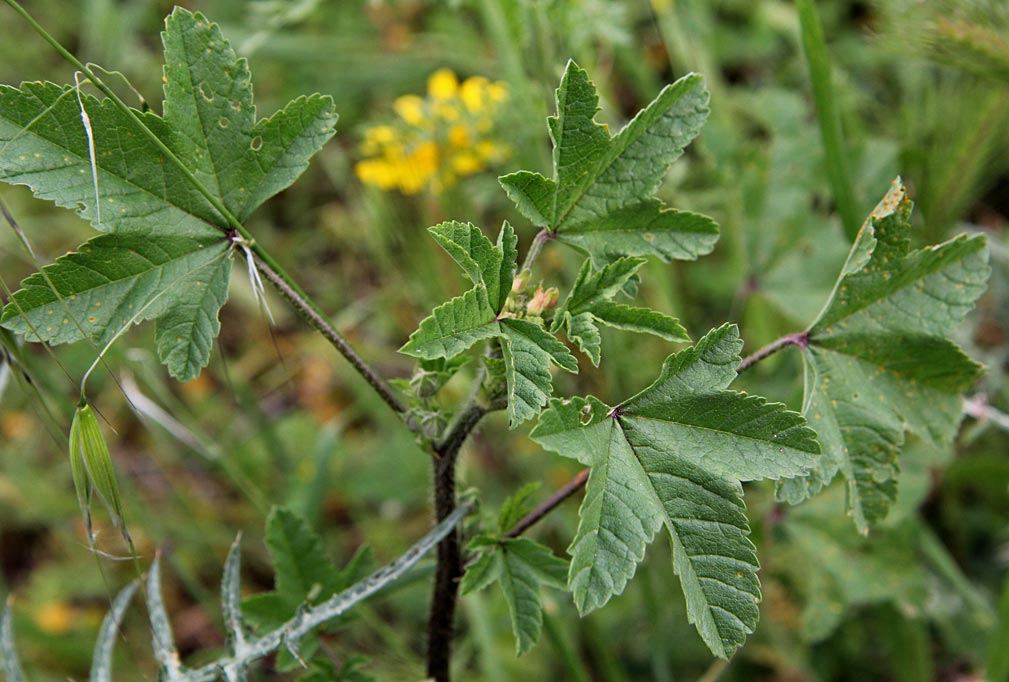 Image of Malva erecta specimen.