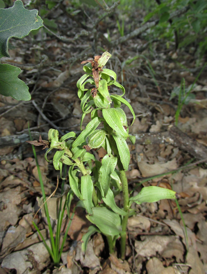 Image of Epipactis krymmontana specimen.