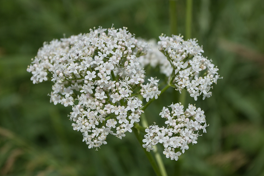 Изображение особи Valeriana rossica.