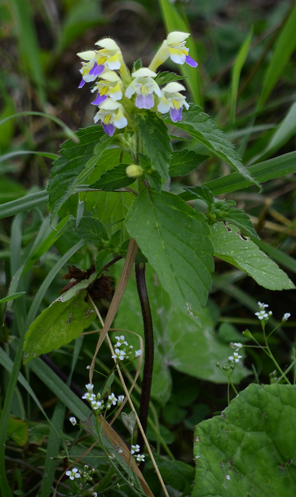 Image of Galeopsis speciosa specimen.