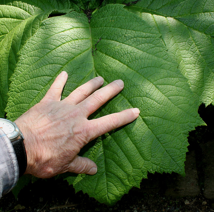 Image of Rodgersia podophylla specimen.