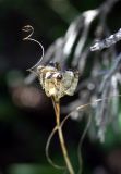 Fritillaria ferganensis