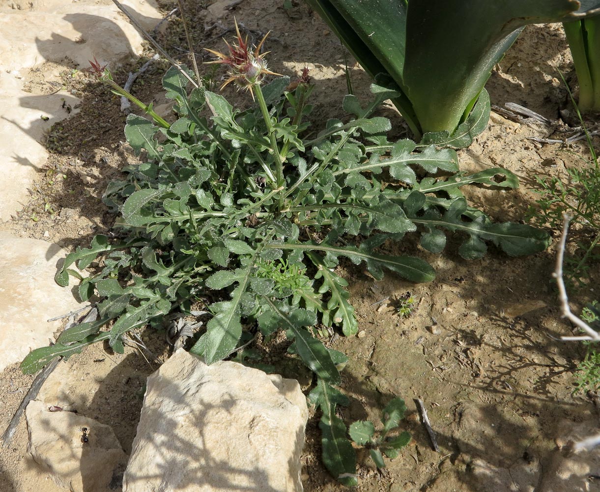Image of Centaurea eryngioides specimen.