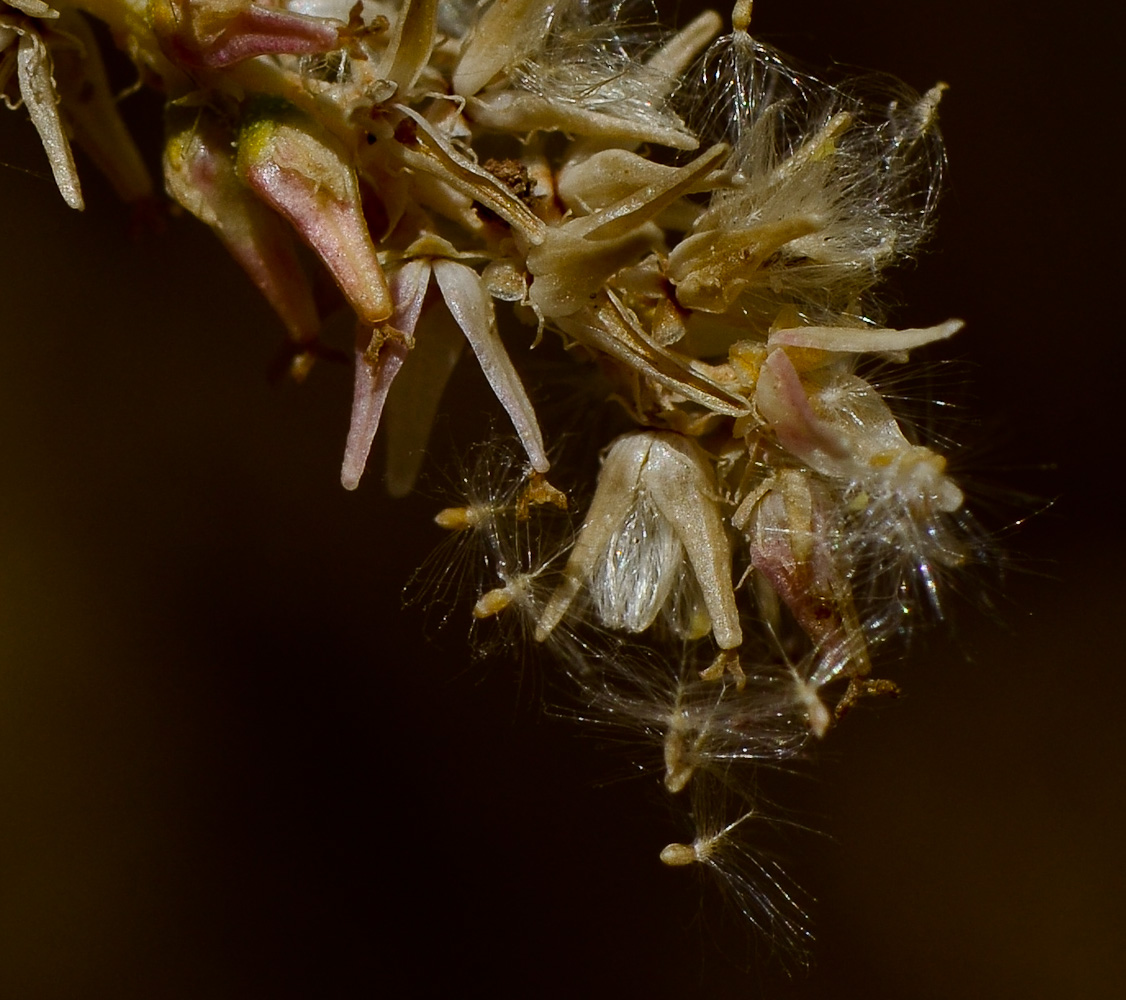 Image of Tamarix nilotica specimen.