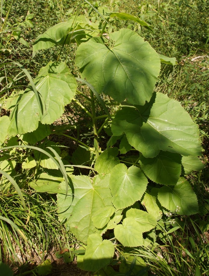 Image of Paulownia tomentosa specimen.