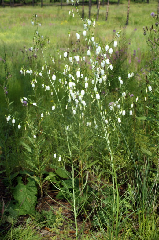 Изображение особи Adenophora stenanthina.