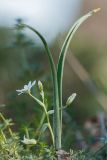 Ornithogalum fimbriatum