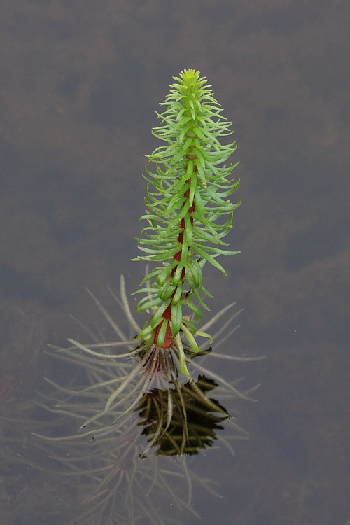 Изображение особи Hippuris vulgaris.