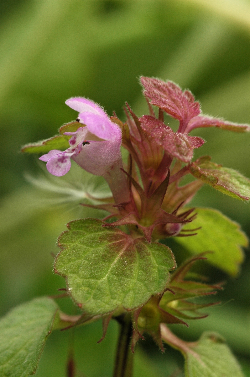 Изображение особи Lamium purpureum.