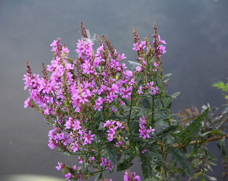 Изображение особи Lythrum salicaria.