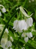 Allium paradoxum