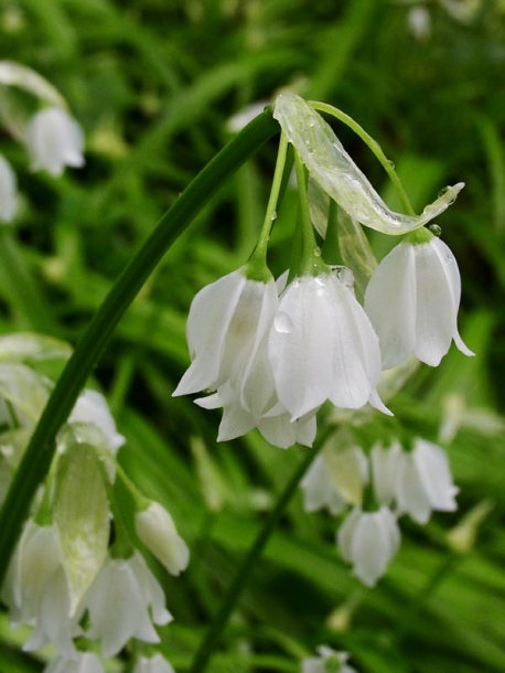 Изображение особи Allium paradoxum.