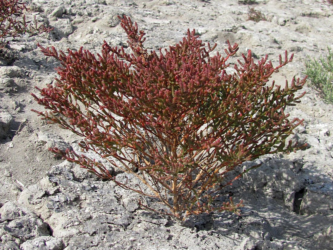 Image of Salicornia perennans specimen.
