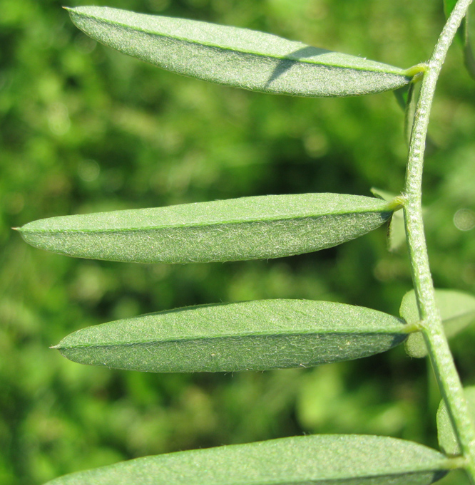 Image of Onobrychis viciifolia specimen.