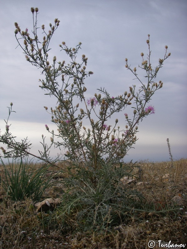 Image of Centaurea &times; comperiana specimen.