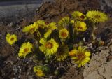 Tussilago farfara