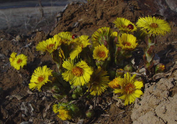 Image of Tussilago farfara specimen.